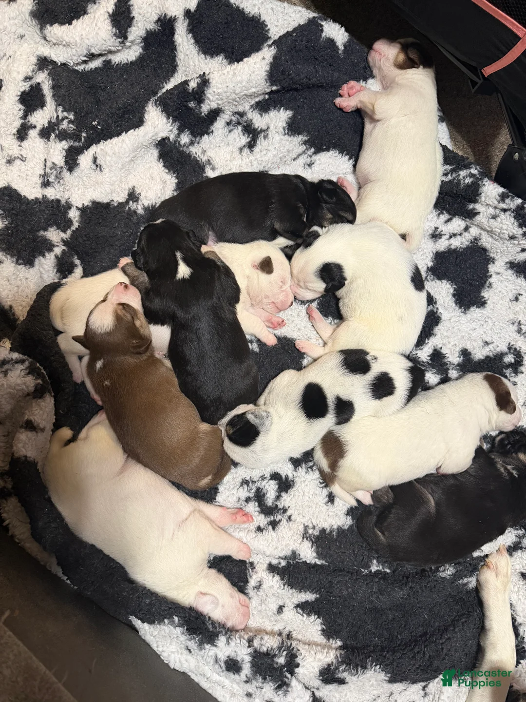 Mixed Breed dogs for sale: Jackie - Ad 7
