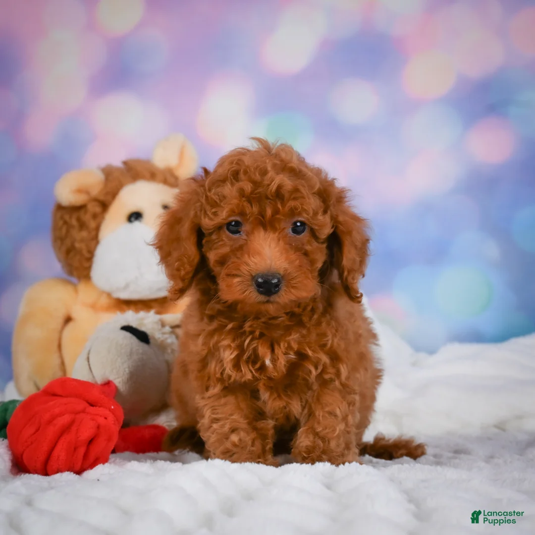 Cavapoo dogs for sale: Duke - Ad 1
