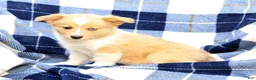 Welsh Corgi Pembroke dogs for sale: Bingo - Ad 8