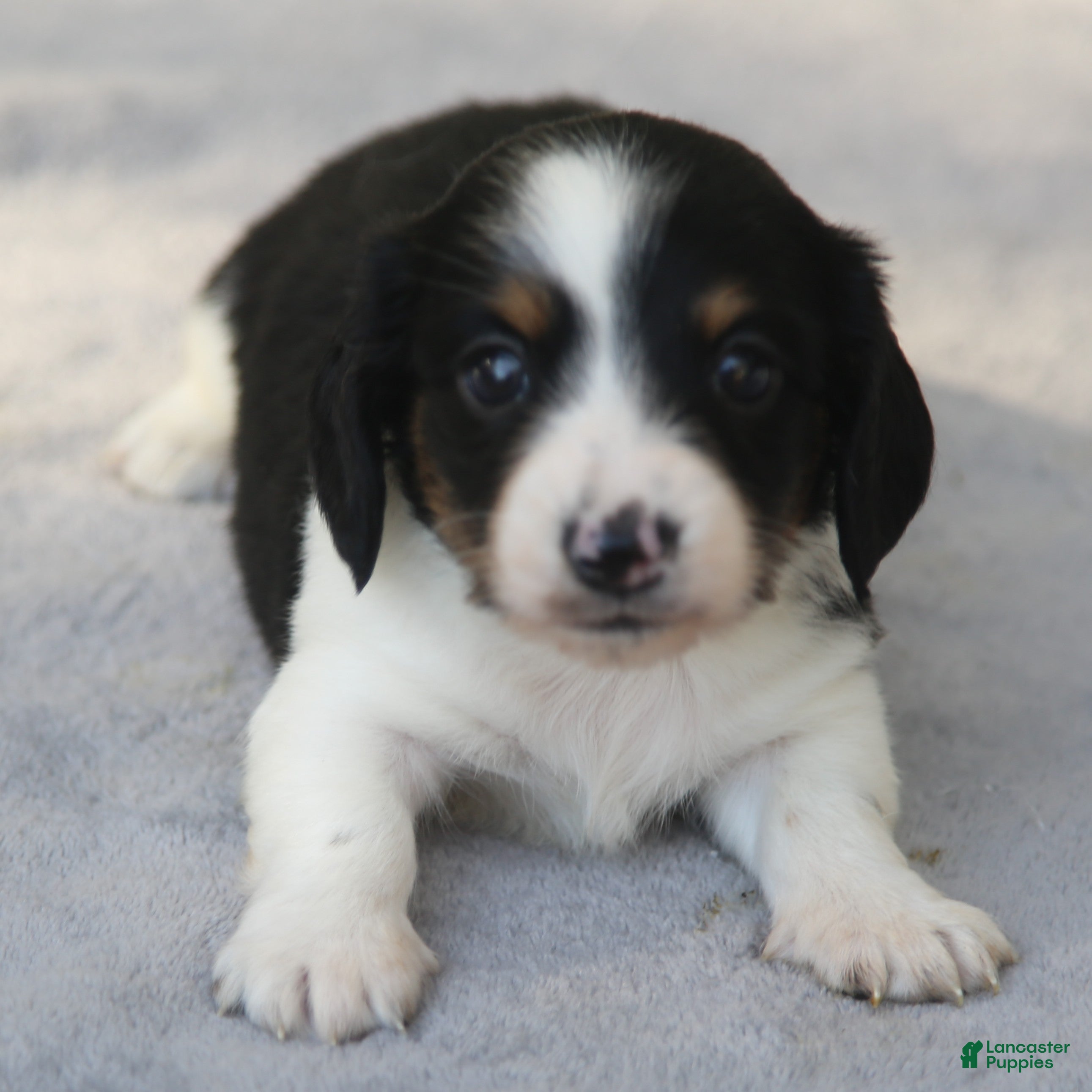 Dachshund dogs for sale: Black and Tan Brindle Piebald Male  - Ad 1