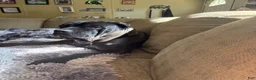 Cane Corso dogs for sale: Zeus - Ad 4