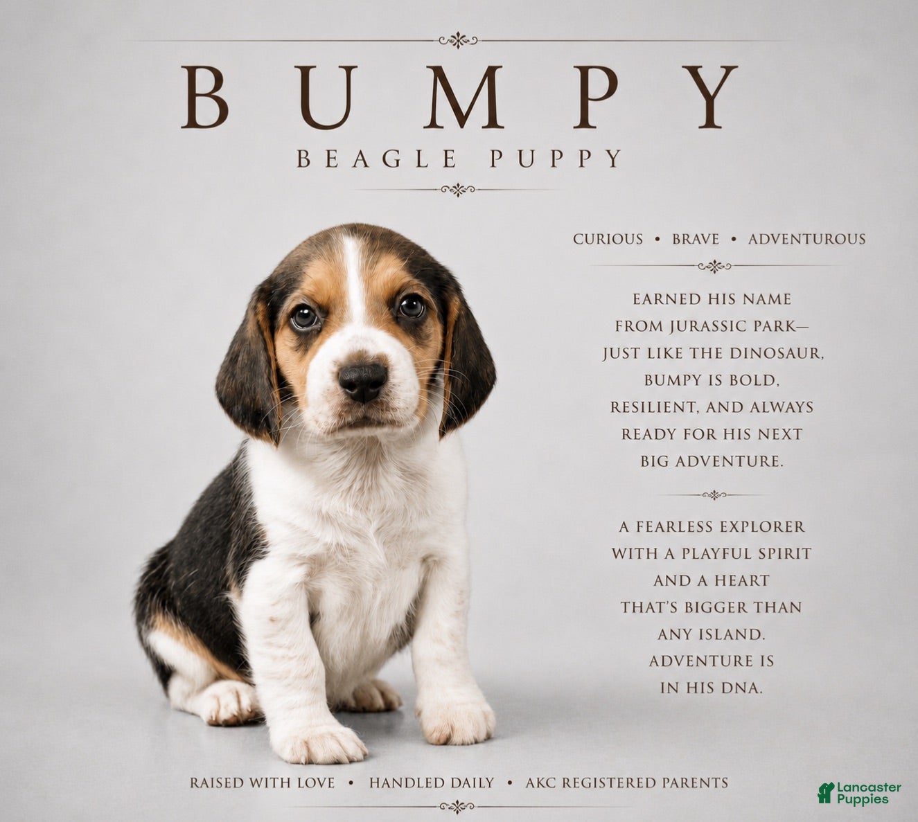 Beagle dogs Beagle 7 - Ad 8