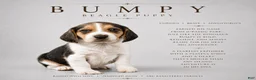 Beagle dogs for sale: Beagle 7 - Ad 1