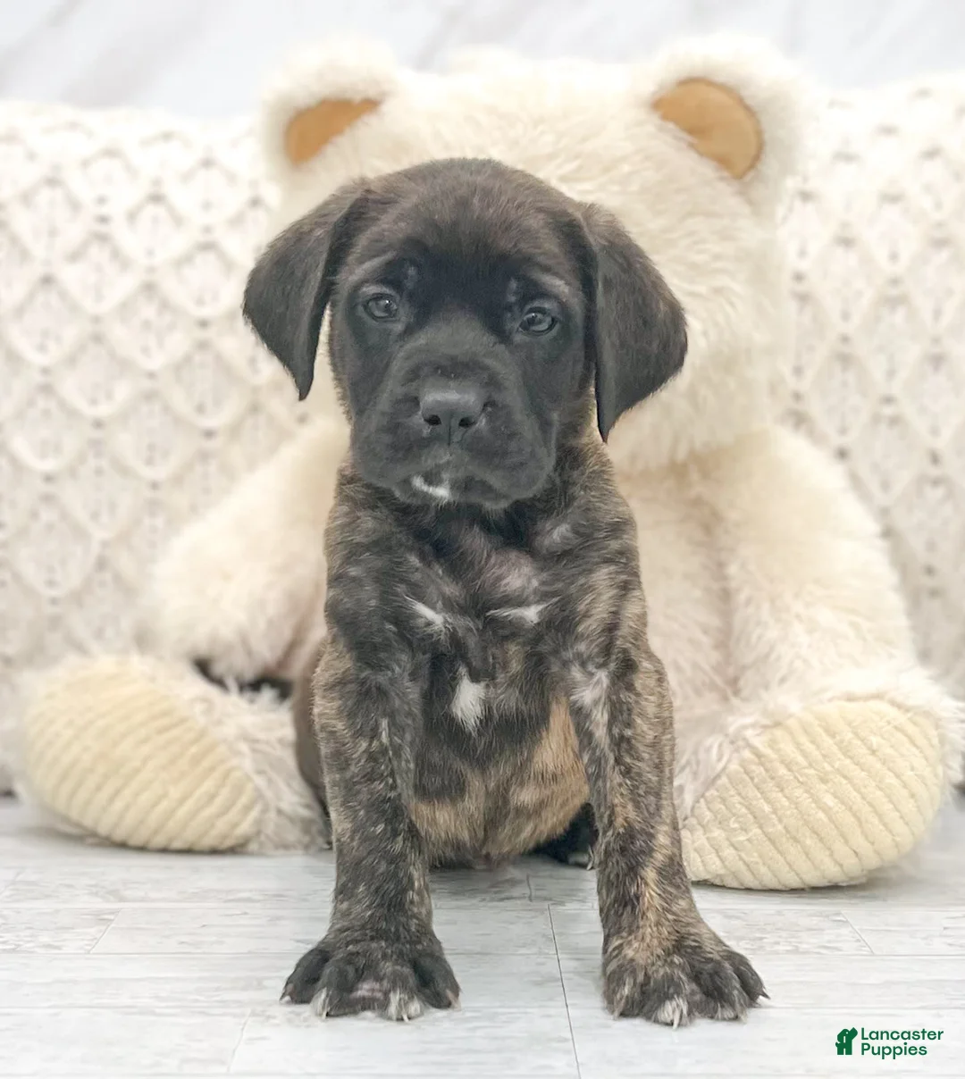 Gallery Image {{count}}