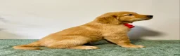 Golden Retriever dogs for sale: Max - Ad 4