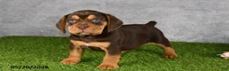 Beabull dogs for sale: Titan - Ad 5