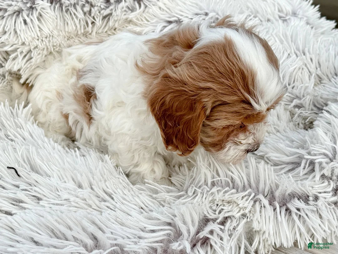 Cavapoo dogs for sale: Enox - Ad 5