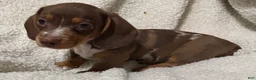 Miniature Dachshund dogs for sale: STRIPES - Ad 3