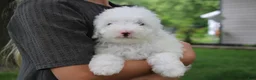 Mini Goldendoodle dogs for sale: Ty - Ad 3