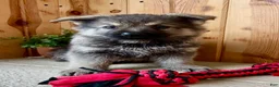 Mixed Breed dogs for sale: Mini Fenn  - Ad 5
