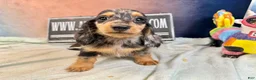 Miniature Dachshund dogs for sale: Ch Cappuccino AKC boy - Ad 6