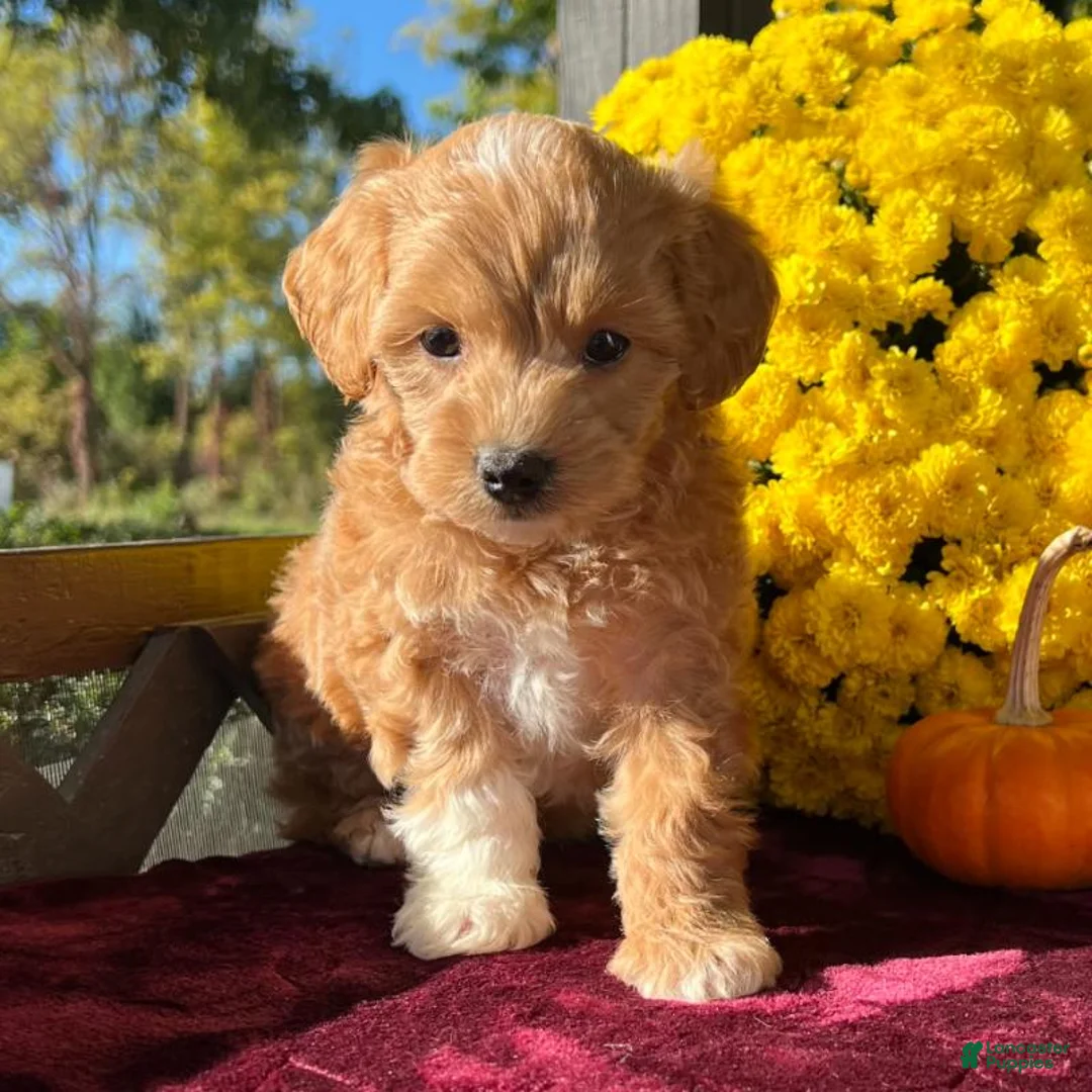 Mini Goldendoodle dogs for sale: Toto (Micro Mini Goldendoodle) - Ad 1
