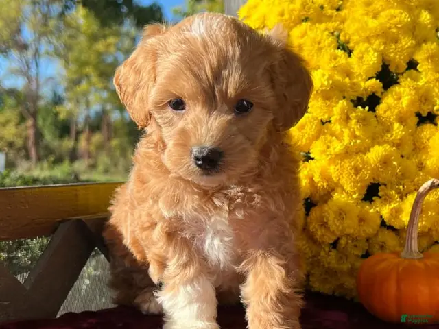 Mini Goldendoodle dogs for sale: Toto (Micro Mini Goldendoodle) - Ad 2