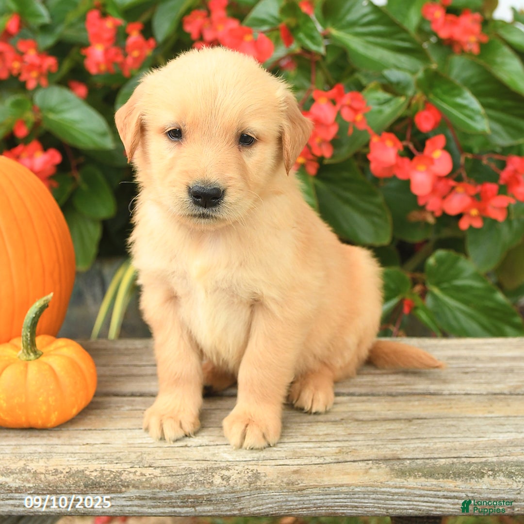 Golden Retriever dogs for sale: Tag - Ad 2