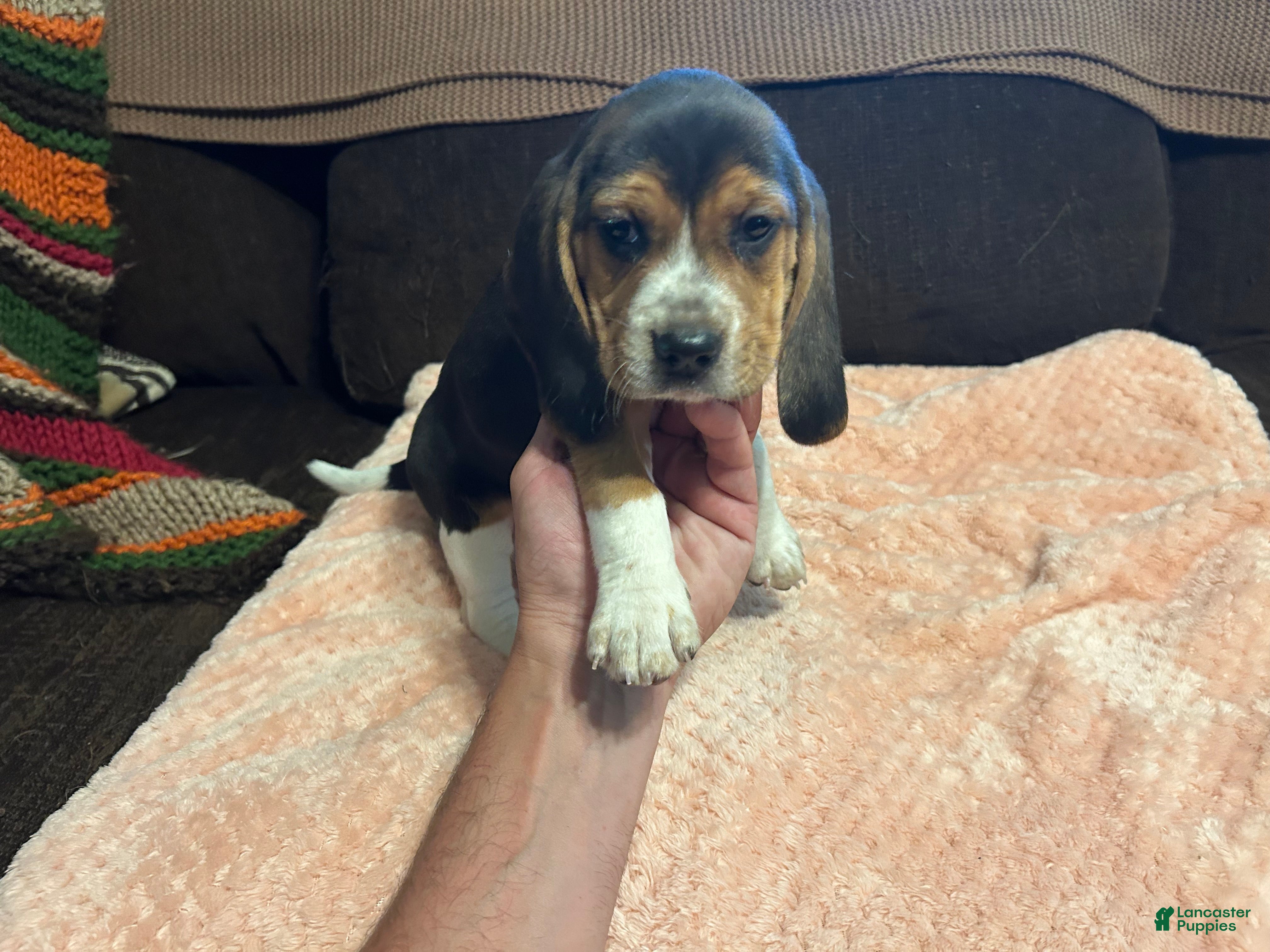 Beagle dogs for sale: Beagle 6 - Ad 4