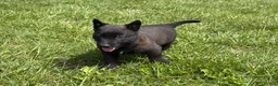 Belgian Malinois dogs for sale: Juneau - Ad 7