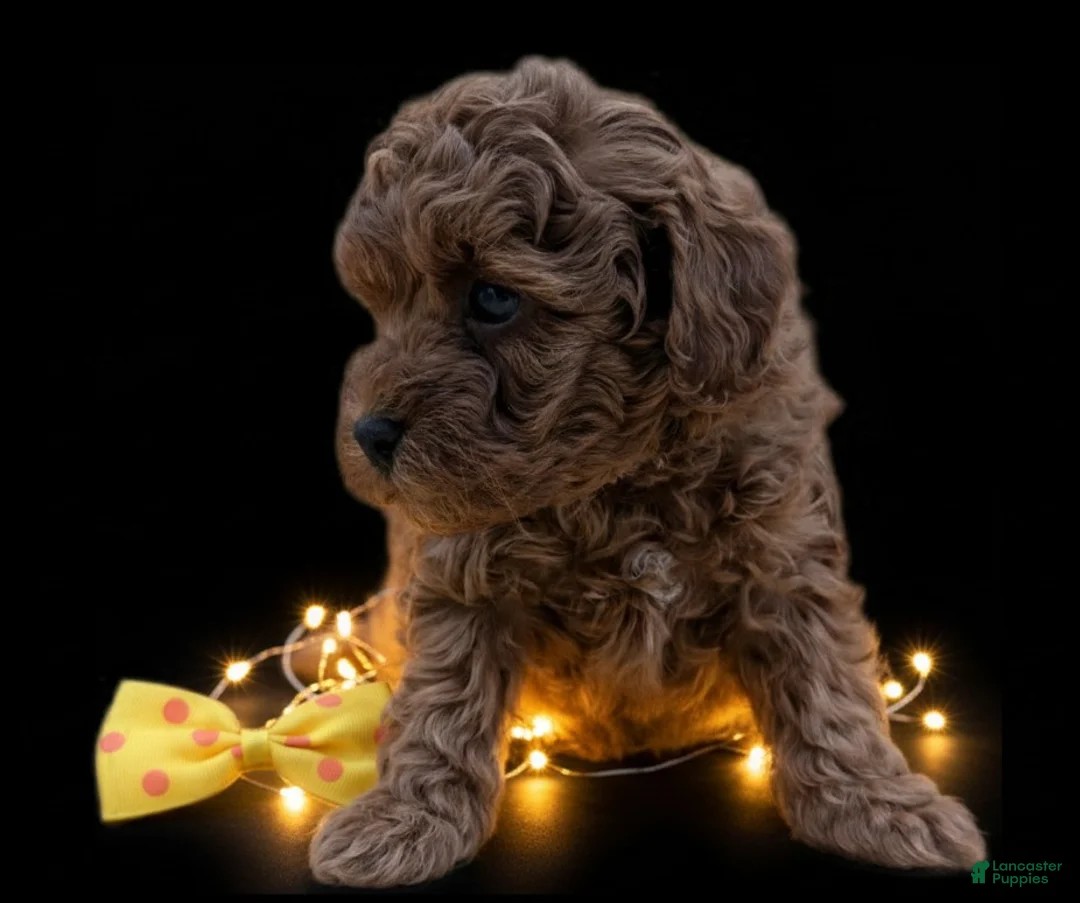 Toy Poodle dogs for sale: Toy Poodle Puppy 4 - Ad 20