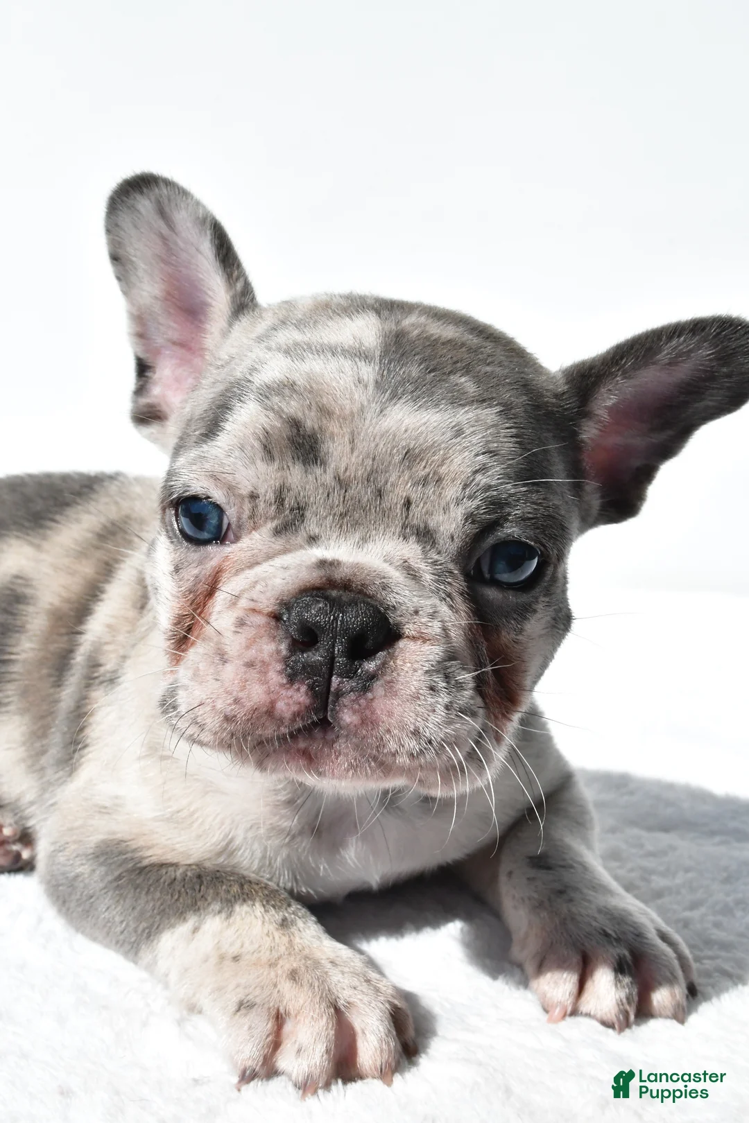 French Bulldog dogs for sale: Joshua - Ad 1