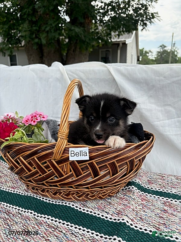 Pomsky dogs Bella   - Ad 1