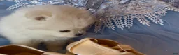 Pomeranian dogs for sale: Blossom - Ad 11