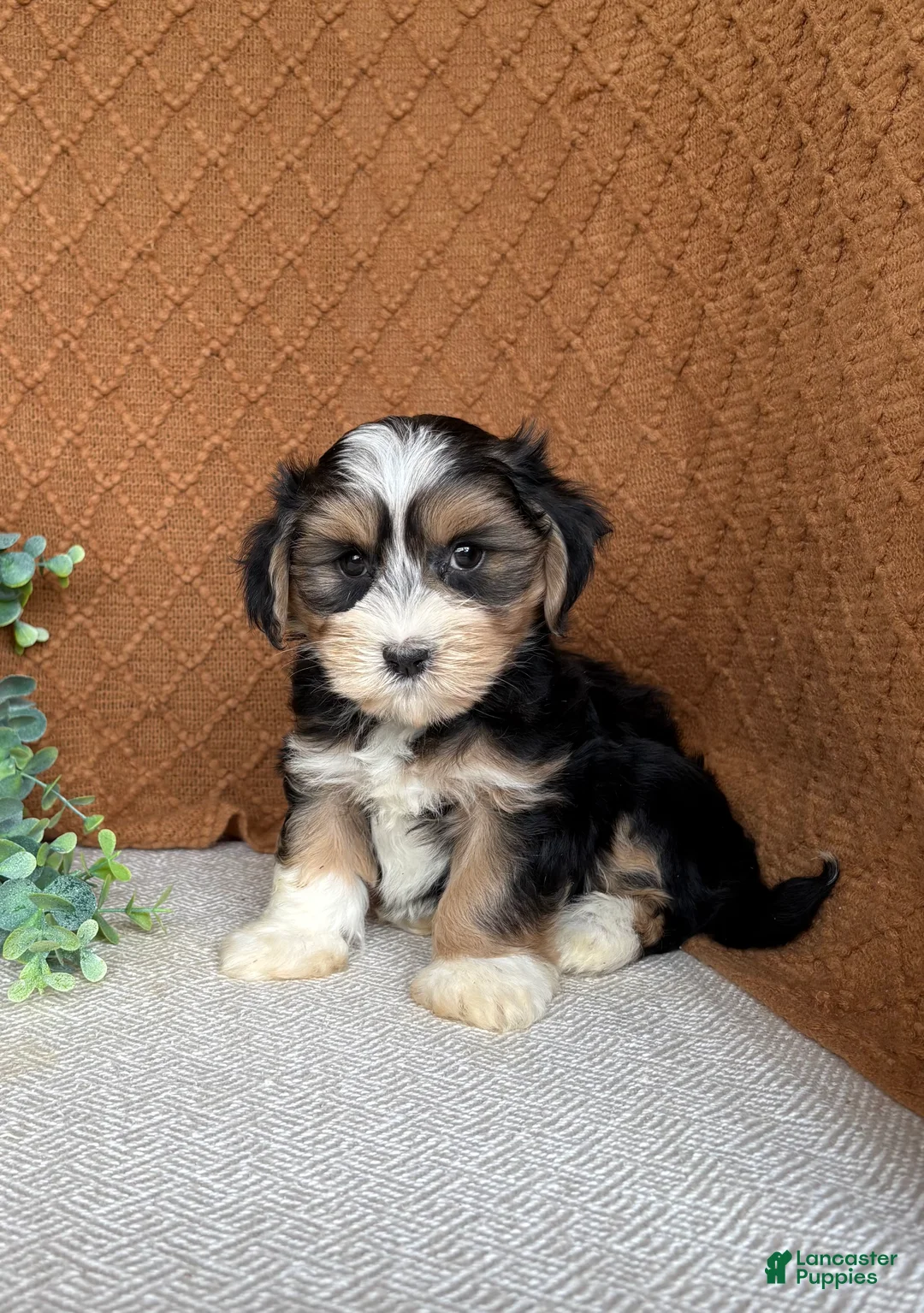Havanese dogs for sale: Jasper  - Ad 2