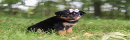 Rottweiler dogs for sale: Ivy - Ad 3