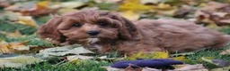 Cavapoo dogs for sale: Bradi - Ad 5