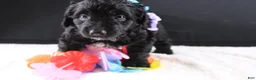 Mini Goldendoodle dogs for sale: Felicity - Ad 12