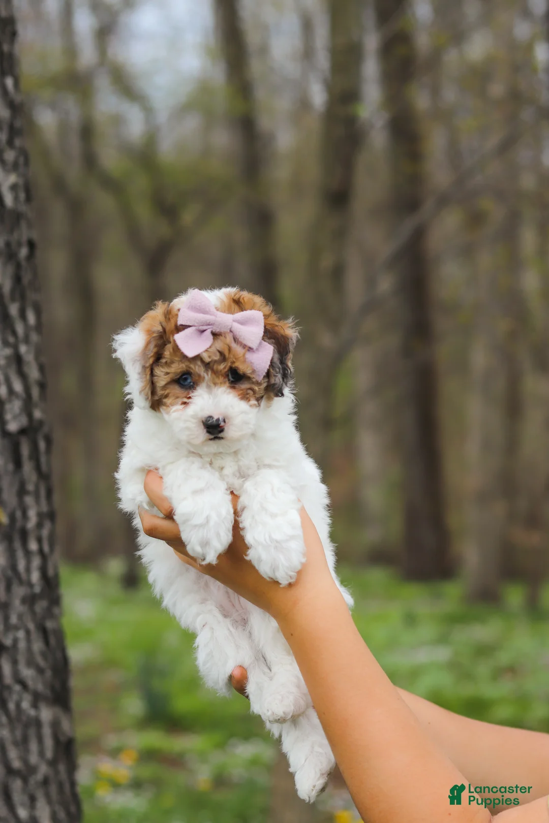 Bichpoo dogs for sale: Sandy - Ad 2