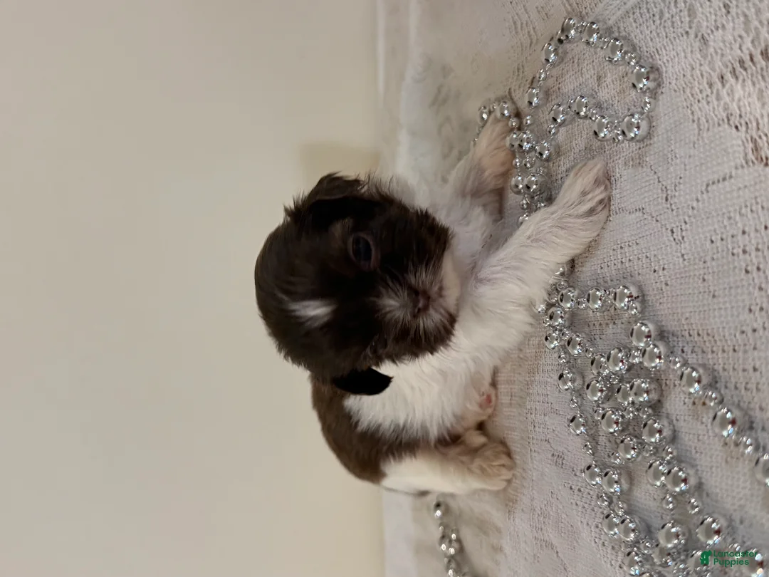 Shih Tzu dogs for sale: Guy Shih Tzu Puppy  - Ad 1