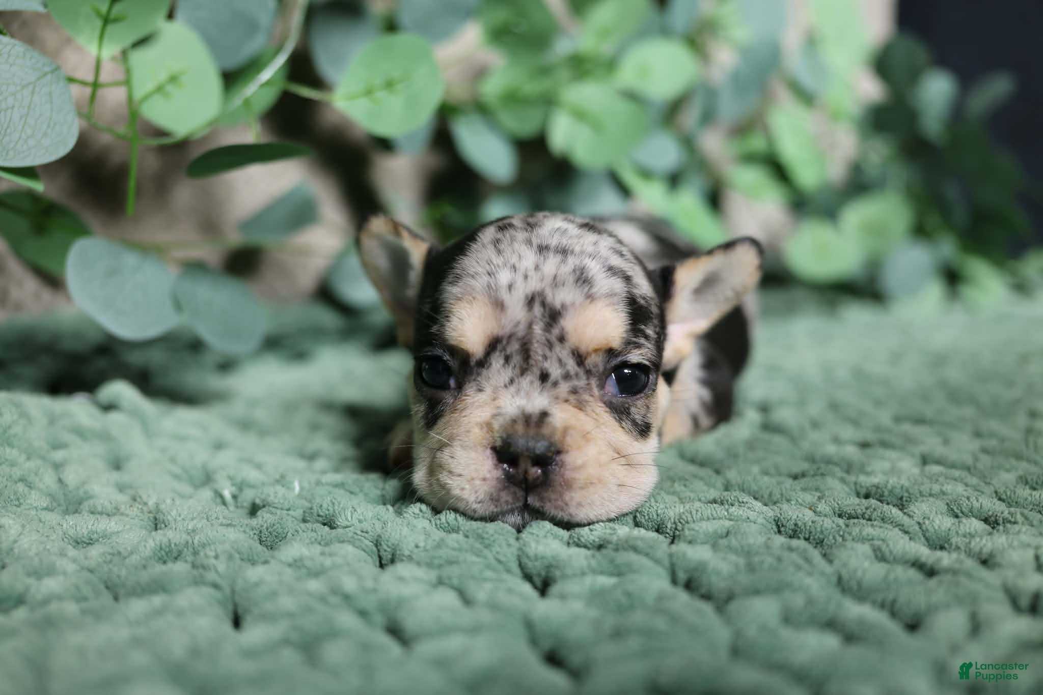 French Bulldog dogs for sale: Kingston  - Ad 4