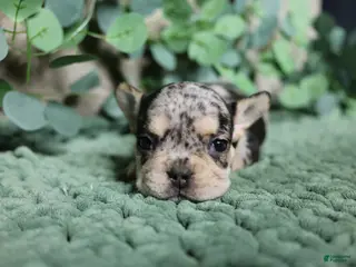 French Bulldog dogs for sale: Kingston - Ad 4