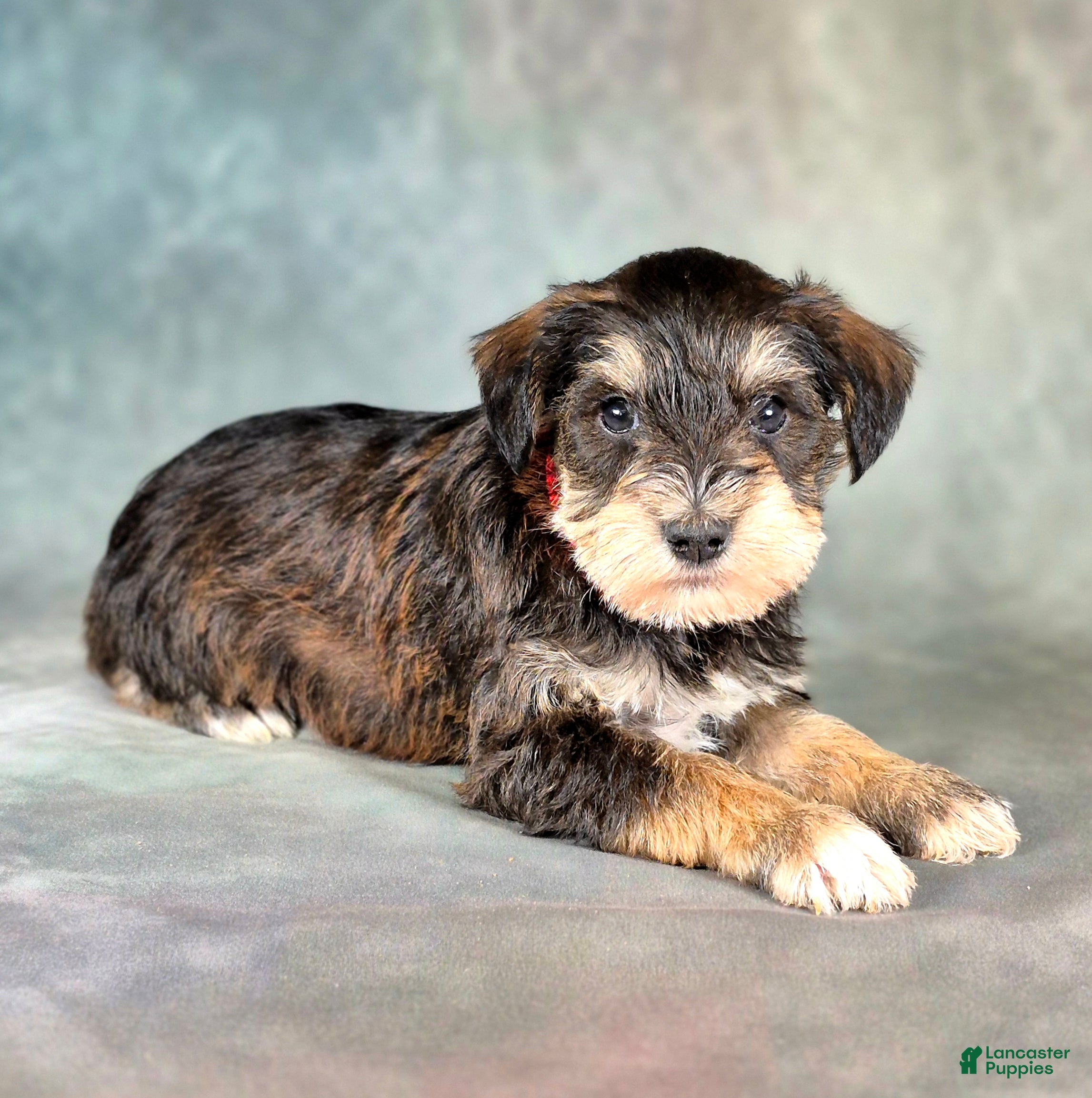 Miniature Schnauzer dogs for sale: Tucker - Ad 1