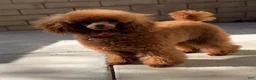 Toy Poodle dogs for sale: Billy - Ad 4