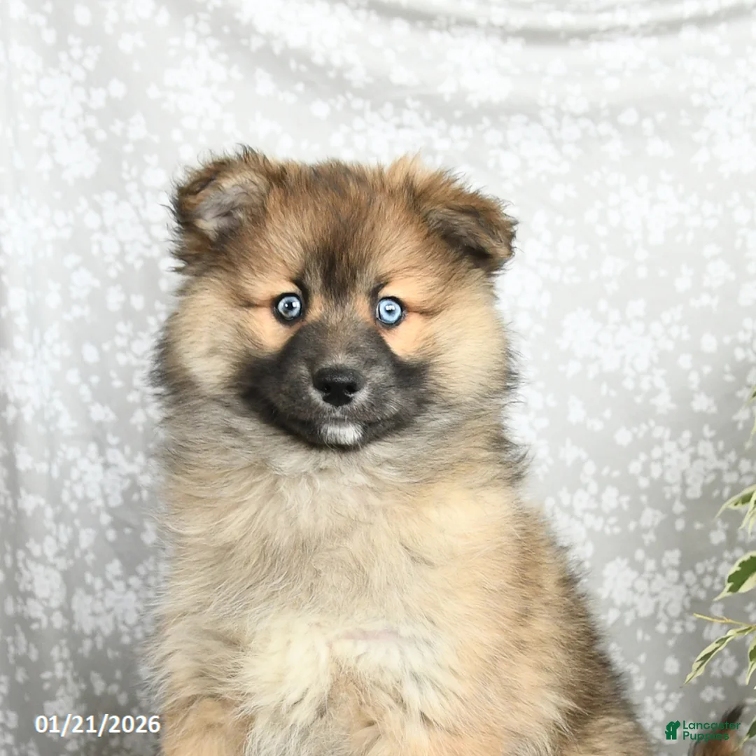 Pomsky dogs for sale: Fletcher - Ad 5