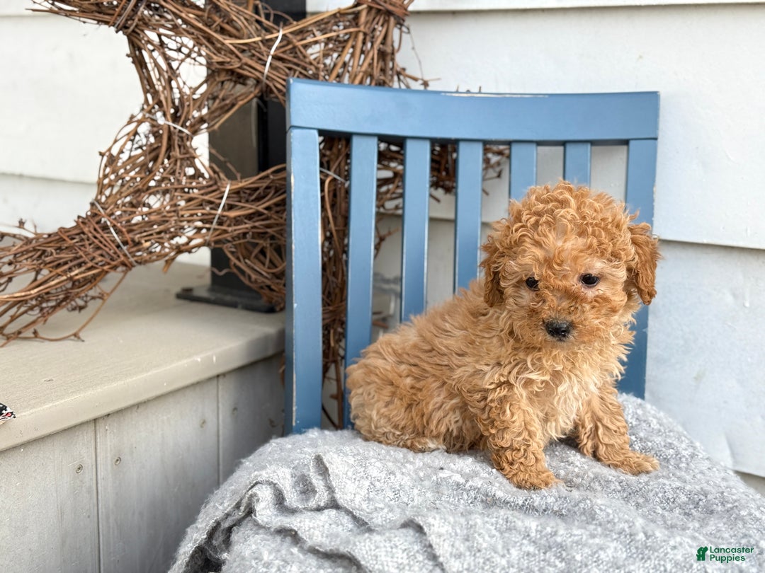 Toy Poodle dogs for sale: Oaks - Ad 5