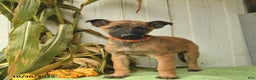 Belgian Malinois dogs for sale: Polly  - Ad 5