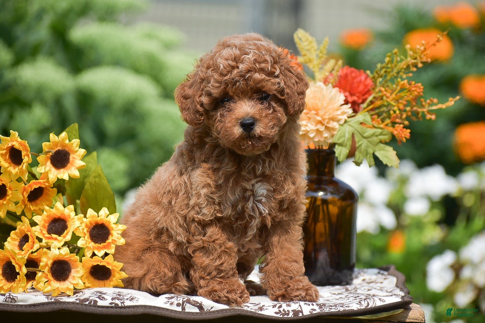 Toy Poodle dogs Ruby - Ad 2