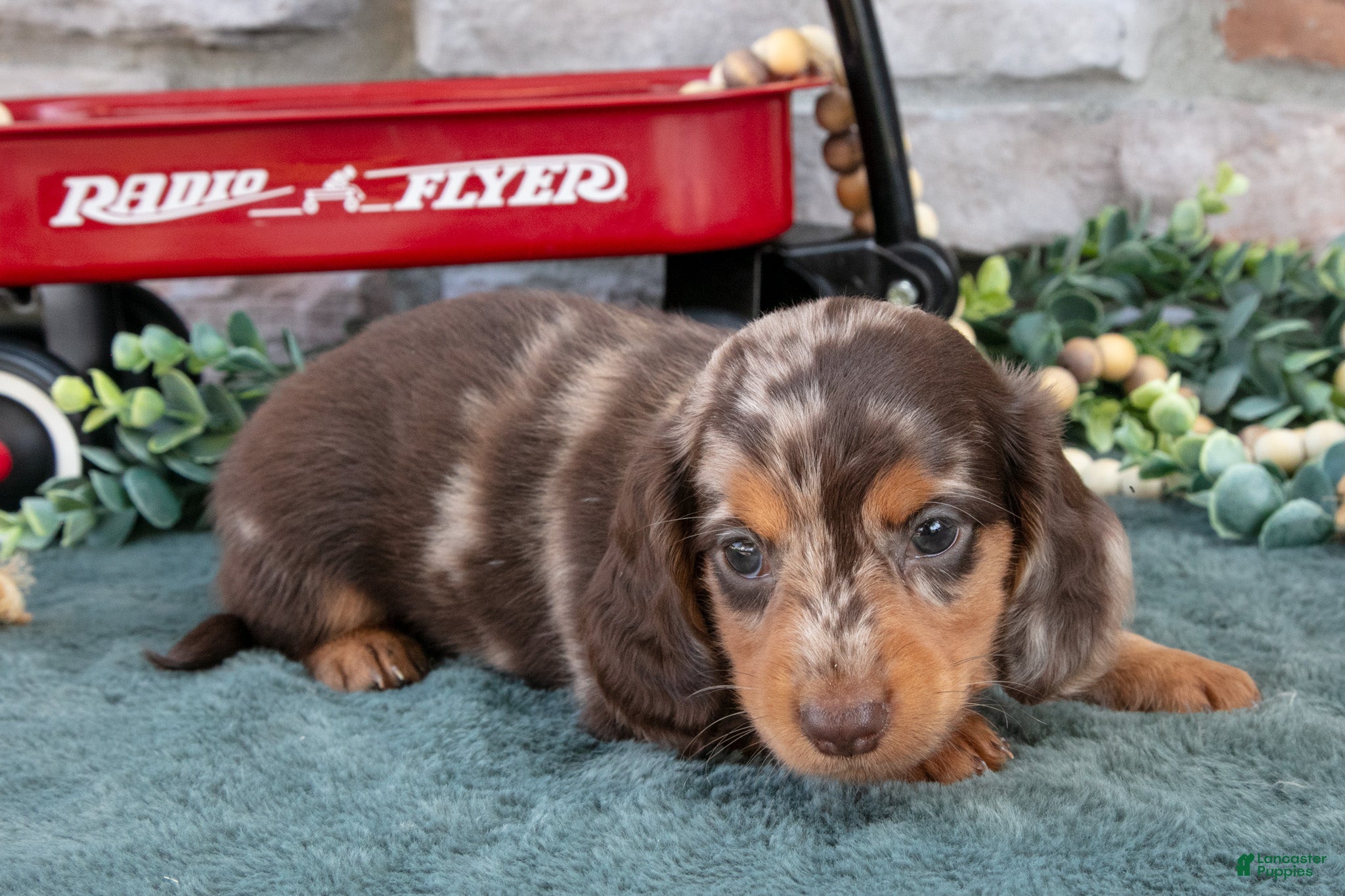 Miniature Dachshund dogs Ezra - Ad 2