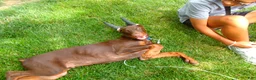 Doberman Pinscher dogs for sale: Kane - Ad 2