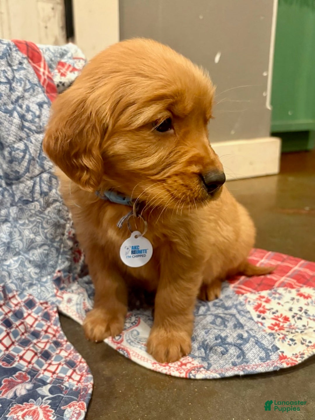 Golden Retriever dogs for sale: Sage - Ad 2