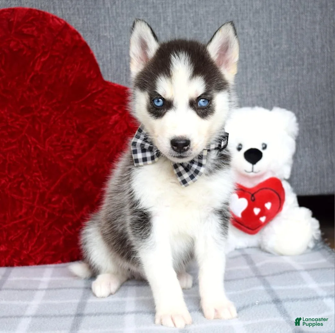 Siberian Husky dogs for sale: Conner  - Ad 6