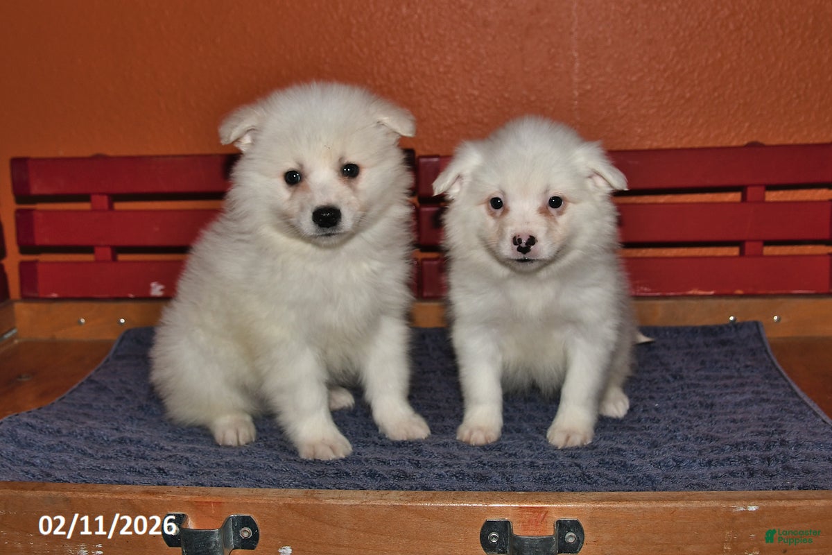 American Eskimo dogs Fluffy - Ad 2