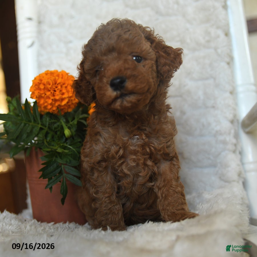 Miniature Poodle dogs Nevin - Ad 1