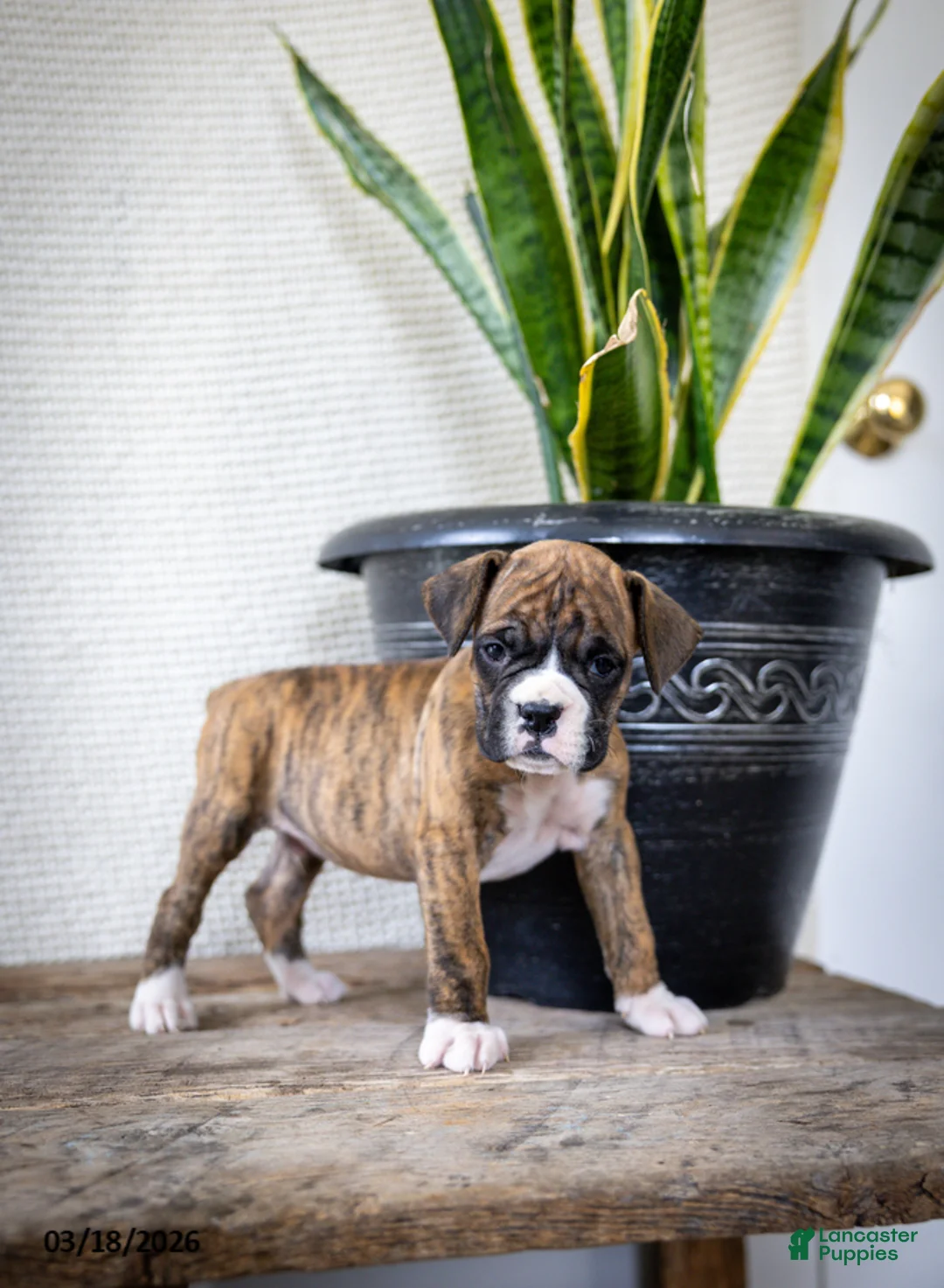 Boxer dogs for sale: Monty - Ad 1