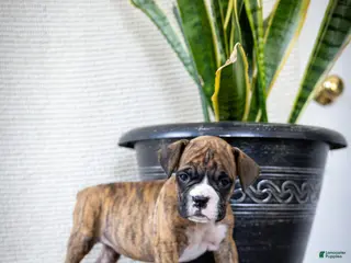 Boxer dogs for sale: Monty - Ad 2