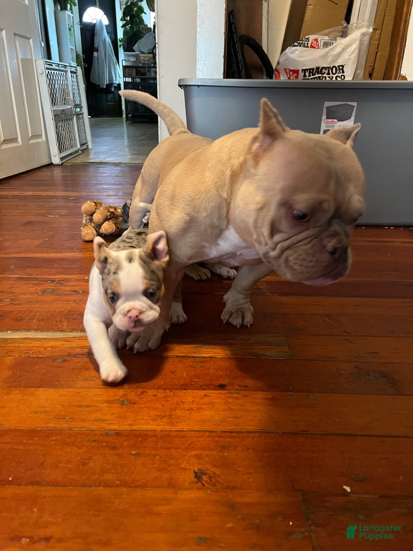 American Bully dogs American Bully 1 - Ad 2