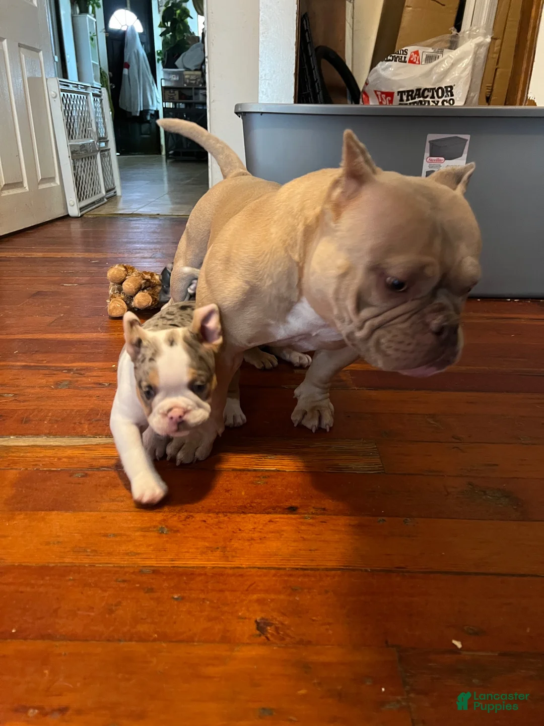 American Bully dogs for sale: American Bully 1 - Ad 2