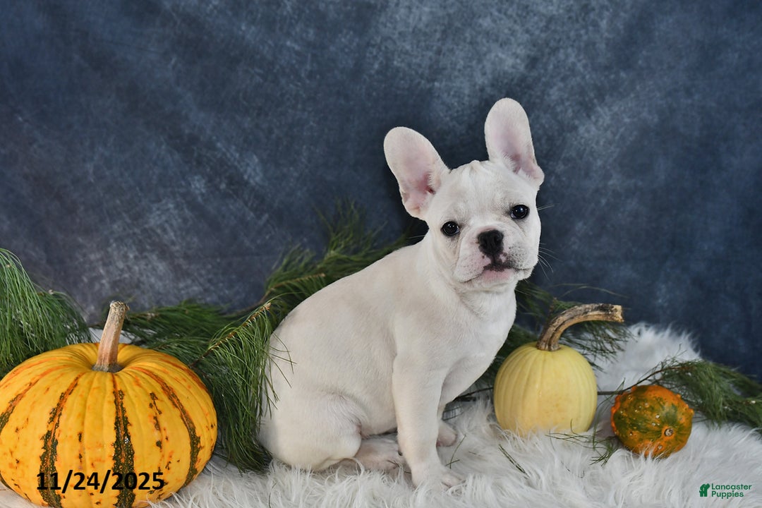 French Bulldog dogs for sale: Wrenlee - Ad 3