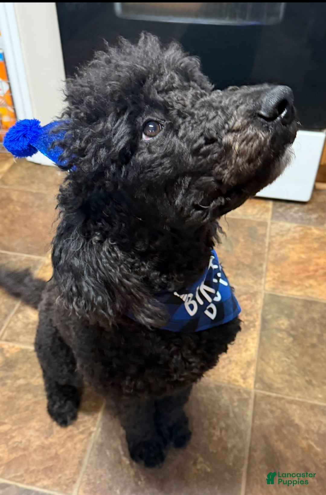 Goldendoodle dogs for stud: Monty - Ad 2